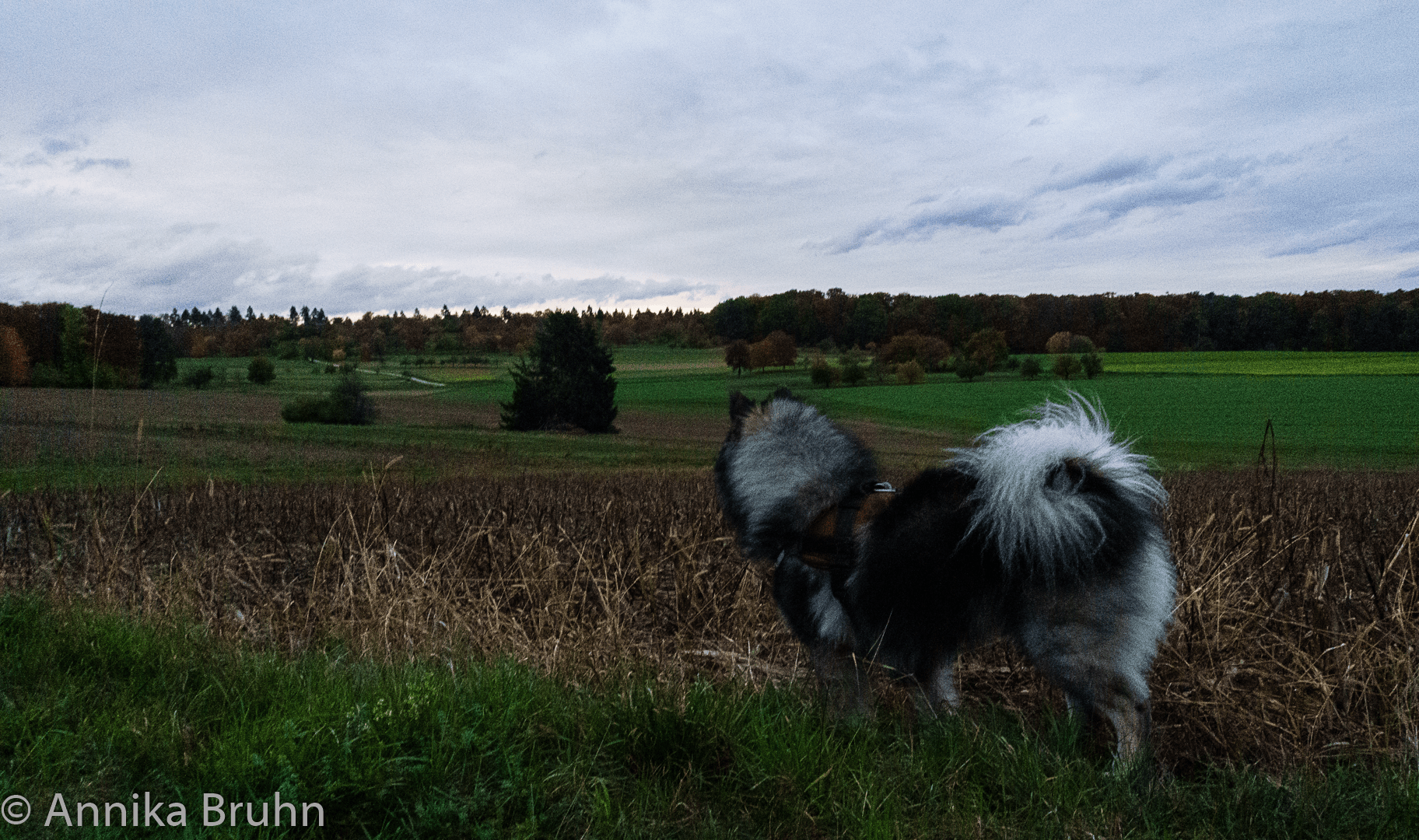 Q beobachtet die Landschaft